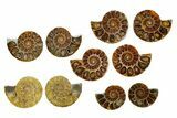 Cut & Polished Agatized Ammonite Fossils - 1 1/4 to 1 1/2" Size - Photo 2